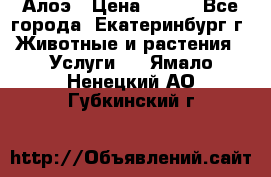 Алоэ › Цена ­ 150 - Все города, Екатеринбург г. Животные и растения » Услуги   . Ямало-Ненецкий АО,Губкинский г.